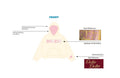 H3G-1065-Bryant University-Delta Zeta-HOODIE